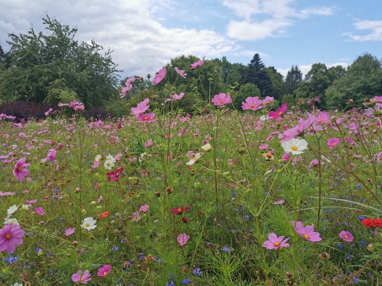 Blumenwiese