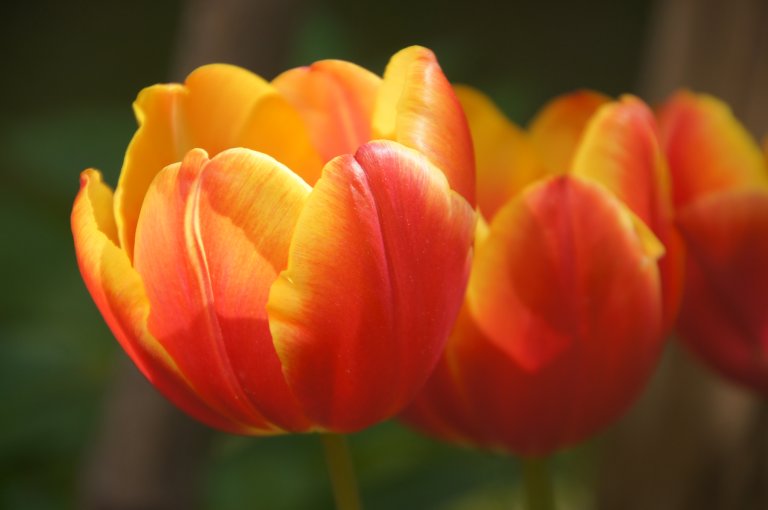 Tulpen